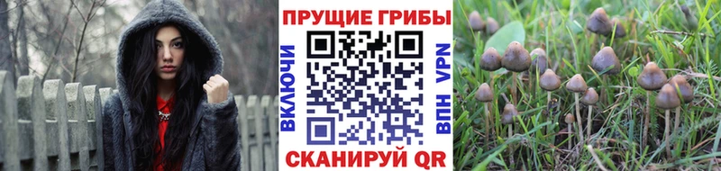Галлюциногенные грибы MAGIC MUSHROOMS  Солигалич 